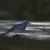 チャカタルリツグミ(Western Bluebird)など