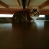 ベッドの下に潜る猫