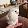 お久しぶりのごあいさつとご報告