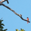 ヒイロサンショウクイ Scarlet Minivet