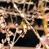 見ごろを迎えた梅の花！春の訪れを感じる桃太郎伝説ゆかりの【吉備津神社】