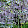 糸島の藤の花の開花状況