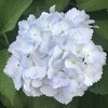 紫陽花