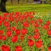 red tulips