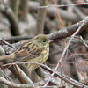 今週見かけた野鳥など♪