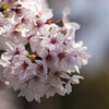 氷川神社の桜 100mm編