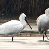 米子水鳥公園にクロツラヘラサギ飛来  