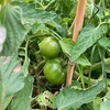 【移住3年1か月目】ぼちぼち夏野菜収穫