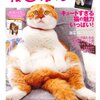 地域猫的な猫をブラッシングしてやるおじさんを見た