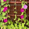 今日は当地猛暑日です