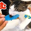 8月18日の動画