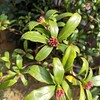 沈丁花の蕾