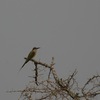 マダガスカルハチクイ(Madagascar Bee-eater)