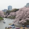 千鳥ヶ淵の満開の桜を楽しんできました