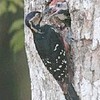 オーストンオオアカゲラ　ひな２羽巣立つ　奄美大島（鹿児島県）