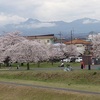 入間川沿い遊歩道を歩く　『 サクラとカタクリと黒い鳥オオバン 』