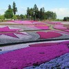 【羊山公園】秩父・春の名所「芝桜の丘」が見頃！