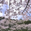 館山城へ桜を見に。
