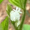 枝豆Ⅰの花が、咲きました。