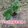 苗代ほぼ０円でできる！いちご親株からランナーを育苗〜定植のコツ