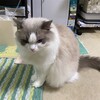 今朝も猫バッグ乗りしたふくちゃん