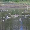 オナガガモの多い池