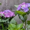 紫陽花