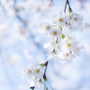 桜といえば、花見といえば…ふるさとの桃源郷、花見山