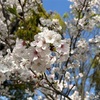 【日記】今の仕事とこれからしたい仕事。やっぱり、また人を近くに感じる仕事がしたい