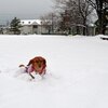 雪やわんこ　あられやわんこ♪