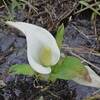 「ミズバショウ（水芭蕉）」を見学しました。