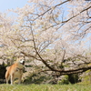葉桜の下で