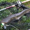 ナマズ釣り 雨上がりの元気ナマズ♪