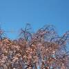 兵庫県 三田 芝桜園 花のじゅうたん ２０２２年 見頃に？