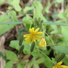 秋に咲いている黄色いタンポポのようなお花。タンポポではなくヤクシソウかも