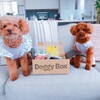 5月のドギーボックス！