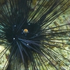 Black long spine urchin / ガンガゼ