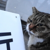 2月後半の #ねこ #cat #猫 その1
