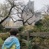 【おでかけ】横浜市・掃部山公園にぶらり花見散歩