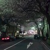 兜町の桜