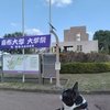保護犬チビちゃんの里親探し