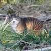 野鳥ならぬ野 ( 良 ) 猫