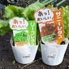 野菜の色づき　レタスとアントシアニン＆パセリの代用（野菜の雑学）