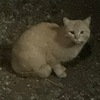 ノラ猫：来る猫を愛し、来なくなった猫を思う