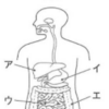 不要な窒素の排出、腎臓の働き（２０１４年山梨）（２０２１年群馬）（２０２１年愛媛）