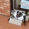 福を呼んでくれた招き猫　ドラパパがドラジージに