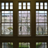 雨の日の京都府庁旧本館しだれ桜と京都御苑の桜。 -京都桜散歩2016-