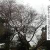 ◎十月桜が咲く（５３８）
