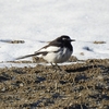 春が近づくと野鳥は忙しい