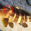 キジハタ、アオハタを釣った瞬間！見た目で分かる寄生虫(;^_^